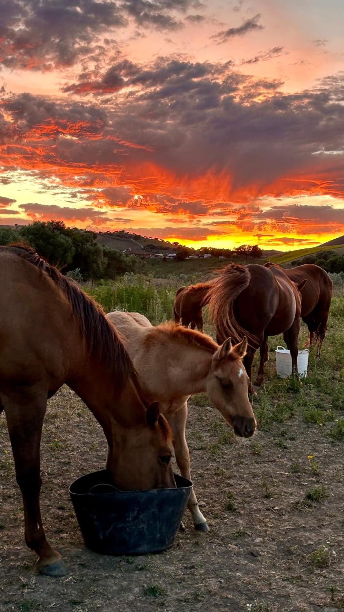 Cabana Rustica En Un Rancho Con Caballos, Prado Del Rey, Andalucia Экстерьер фото