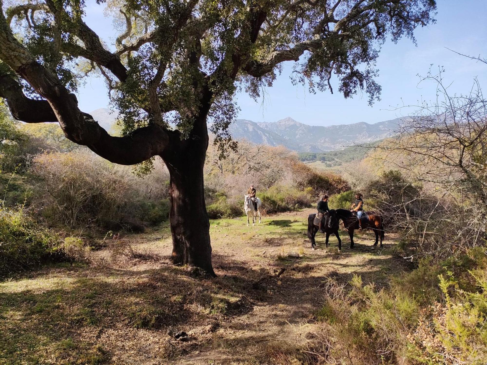 Cabana Rustica En Un Rancho Con Caballos, Prado Del Rey, Andalucia Экстерьер фото